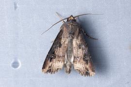  Agrotis ipsilon , live adult. Photo courtesy of Zach Pezzillo.