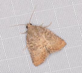  Amyna natalis , live adult. Photo courtesy of Zach Pezzillo.