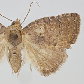  Amyna natalis , adult male