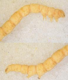 Amyna natalis , larva. Top: Head, thorax, A1–4. Bottom: A4–10
