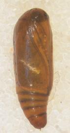  Amyna natalis , pupa