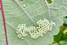  Arcte coerula , eggs on mamaki ( Pipturus albidus ) leaf. Photo courtesy of Michelle Au.