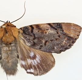  Arcte coerula , adult female