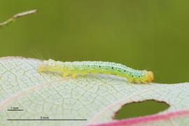  Arcte coerula , first instar larva on mamaki ( Pipturus albidus ) leaf. Photo courtesy of Michelle Au.