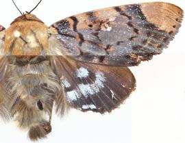  Arcte coerula , adult male