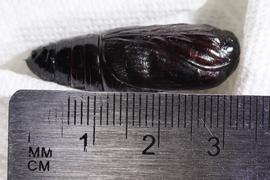 Arcte coerula , pupa. Photo courtesy of Michelle Au. 
 
 