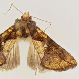  Argyrogramma verruca , adult male
