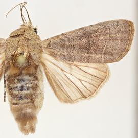  Athetis thoracica , adult female