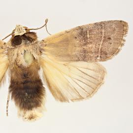  Athetis thoracica , adult male