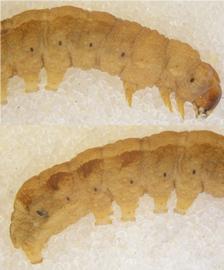  Athetis thoracica , larva. Top: Head, thorax, A1–4. Bottom: Bottom: A3–10