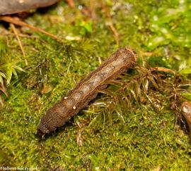  Athetis thoracica , larva. Photo courtesy of Hubert Szczygiel. 
 
 