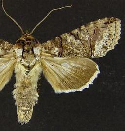 Mouralia tinctoides , adult. Photo courtesy of Canadian National Collection of Insects, Arachnids, and Nematodes (CNC).