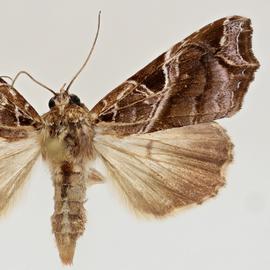  Callopistria floridensis , adult male