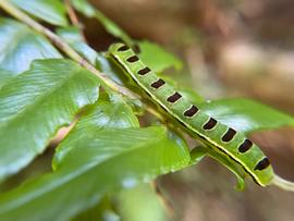  Callopistria floridensis , larva (green form). Photo courtesy of Daniel Das.