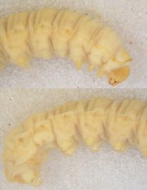 Callopistria floridensis , larva. Top: Head, thorax, A1–3. Bottom: Bottom: A4–10