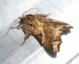  Callopistria floridensis , live adult. Photo courtesy of Kevin Faccenda.