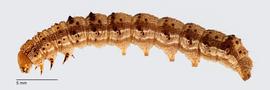  Chloridea virescens , larva. Photo courtesy of Todd Gilligan and Steven Passoa.