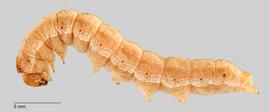  Chloridea virescens , larva. Photo courtesy of Todd Gilligan and Steven Passoa.