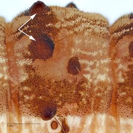  Chloridea virescens , A2 pinacula. Photo courtesy of Todd Gilligan and Steven Passoa.