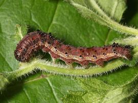  Chloridea virescens , larva (red form). Photo courtesy of Tom Murray.