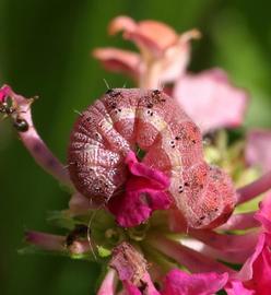  Chloridea virescens , larva (pink form). Photo courtesy of Stephen Altic. 
 
