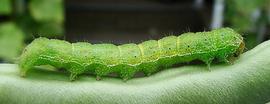  Chloridea virescens , larva (green form). Photo courtesy of Jo Ann Poe-McGavin. 
 