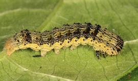  Chloridea virescens , larva (black form). Photo courtesy of Tom Murray. 
 