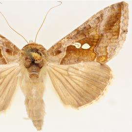  Chrysodeixis eriosoma , adult female