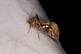  Chrysodeixis eriosoma , live adult. Photo courtesy of Zach Pezzillo.