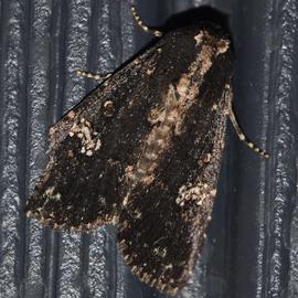  Condica dolorosa , adult. Photo courtesy of Kyle Kash.