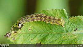 Condica illecta , larva. Photo courtesy of Lin Sun Fong, Creative Commons (CC) license. 