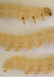  Condica illecta , larva. Top: Head, thorax, A1–2. Middle: A2–6. Bottom: A4–10