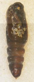  Condica illecta , pupa