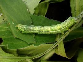  Ctenoplusia albostriata , larva. Image courtesy of Robert Hoare.