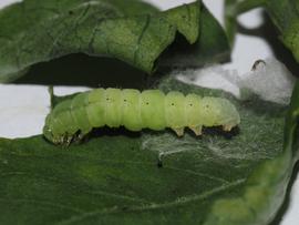  Ctenoplusia albostriata , larva. Image courtesy of Carol Deane.