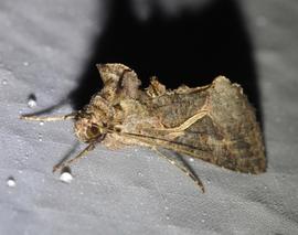  Ctenoplusia albostriata , adult. Photo courtesy of Jim des Rivieres. 
 
 