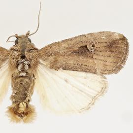  Elaphria nucicolora , adult male