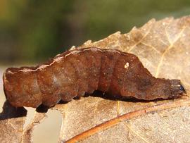 Elaphria nucicolora , larva. Photo courtesy of Yurika Alexander.