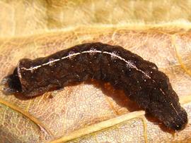  Elaphria nucicolora , larva. Photo courtesy of Yurika Alexander.