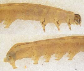  Elaphria nucicolora , larva. Top: Head, thorax, A1–3. Bottom: A1–10