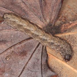  Feltia subterranea , larva. Photo courtesy of George Smiley. 