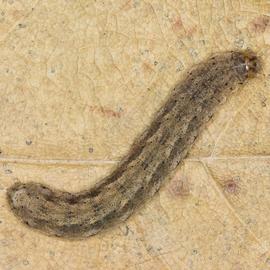  Feltia subterranea , larva. Photo courtesy of George Smiley.  
 