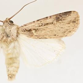  Feltia subterranea , adult male