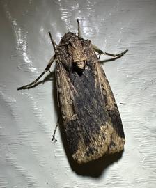 Feltia subterranea , live adult female. Photo courtesy of Camiel Doorenweerd.