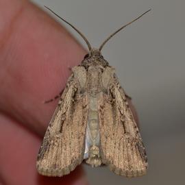  Feltia subterranea , live adult male. Photo courtesy of Kyle Kash.
