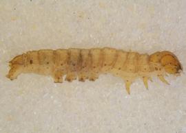  Haliophyle  sp., larva.