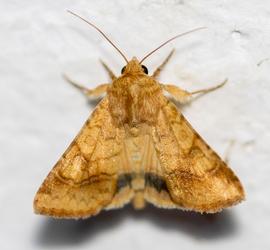  Helicoverpa assulta , adult. Photo courtesy of Dennis Farrell.