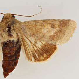  Helicoverpa confusa , adult female