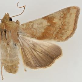  Helicoverpa hawaiiensis , adult female