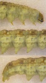  Helicoverpa hawaiiensis , larva. Top: Head, thorax, A1. Middle: A2–5. Bottom: A5–10